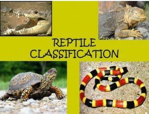 reptilia-cth-6155960