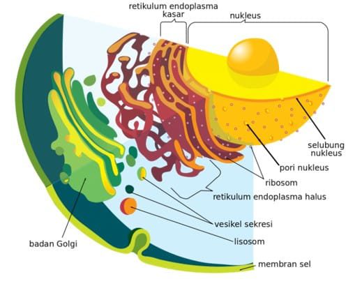 reticulum-indoplasma-5496845