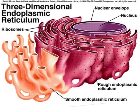 retikulum-endoplasma-2961538