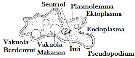 rhizopoda-sarcodina-6294374