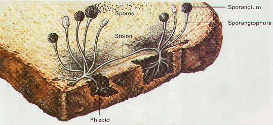 rhizopus-sp-7780180