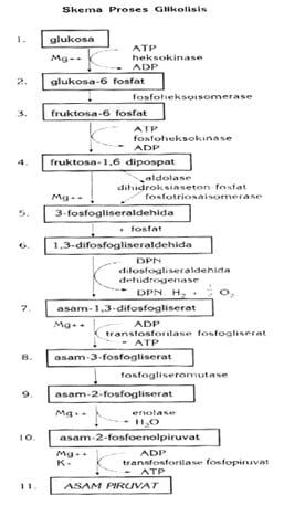 ringkasan-tahap-glikolisis-2228467