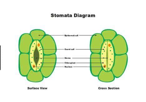 siotama-6034497