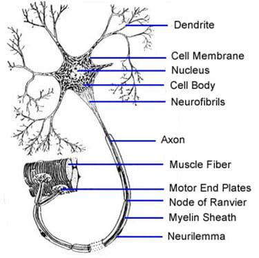 sistem-saraf-8365253