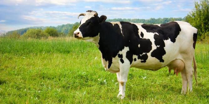 sapi-8588743
