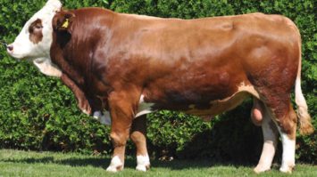 sapi-limousine-5324563-9898194-jpg