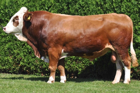 sapi-limousine-5324563-9898194-jpg