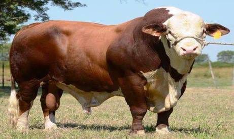 sapi-simental-7819523