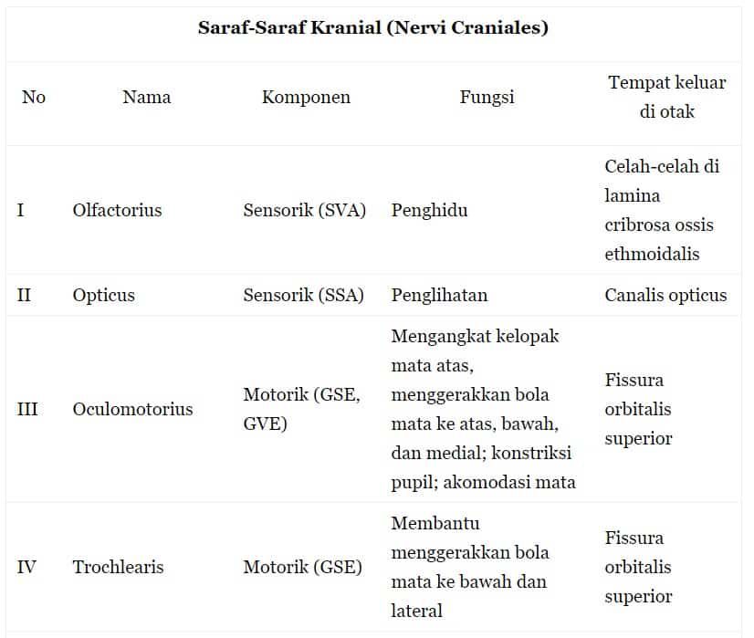 saran-kranial-2258066