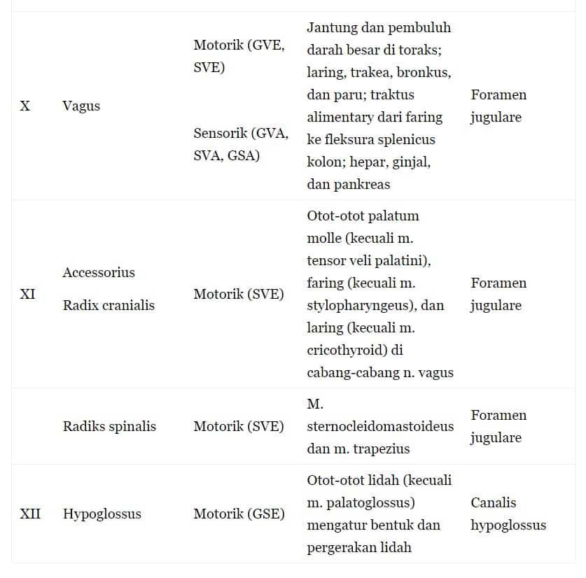 saran-kranial-kelima-4631239