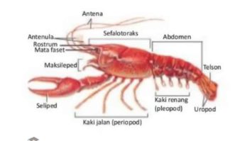 sefalotoraks-dan-abdomen-9772702-2252371-jpg