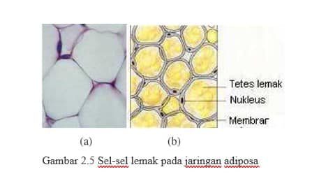 sel-lemak-3135676