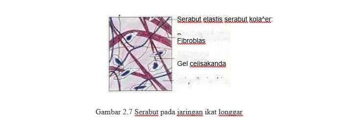serabut-pada-jaringan-ikat-longgar-2035153