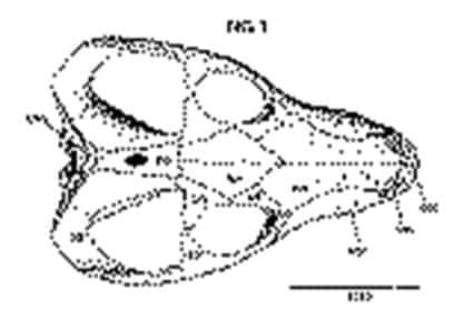 sikas-dan-bennettitaleans-1-4964755
