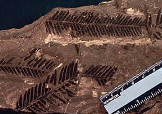 sikas-dan-bennettitaleans-berada-di-antara-vegetasi-darat-5634420