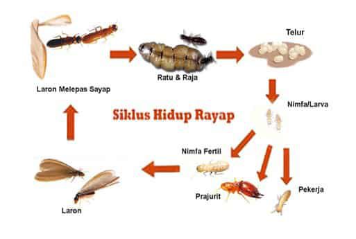 siklus-hidup-rayap-3679732