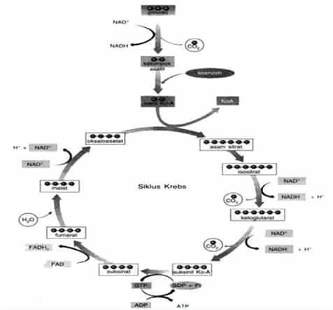 siklus-krebs-4806620