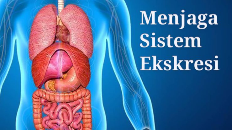 sistem-ekskresi-danmenjaga-kesehatannya-4006648-2356190-jpg