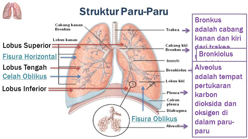 sistem-eksresi-paru-paru-7911221