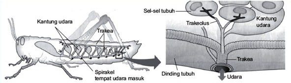 sistem-pernafasan-pada-belalang-1509685