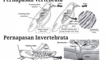 sistem-pernapasan-vertebrata-dan-invertebrata-4502983-9009674-jpg