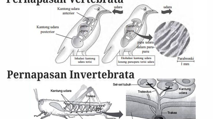 sistem-pernapasan-vertebrata-dan-invertebrata-4502983-9009674-jpg