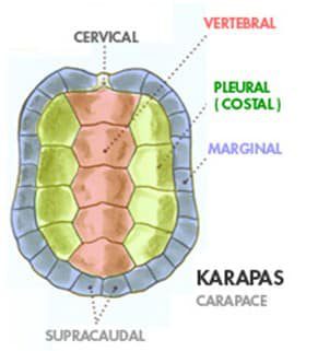 skat-scutes-kura-kura-7893799