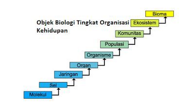 skema-objek-biologi-tingkat-organisasi-kehidupan-2192648