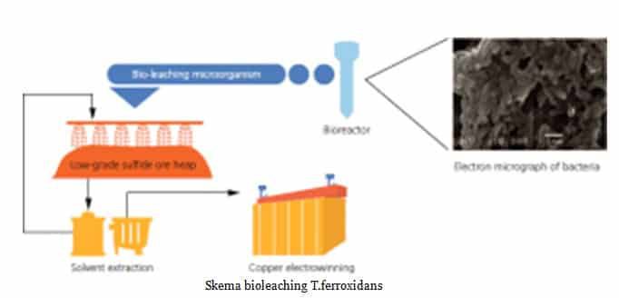 skema-bioleaching-t-ferroxidans-1558779