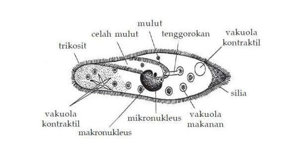 sporozoa-9956681