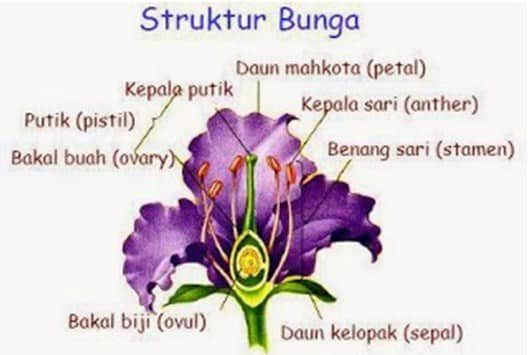 struktur-bunga-6640090