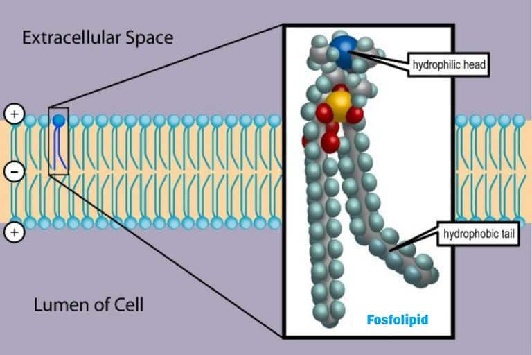 struktur-fosfolipid-9120732