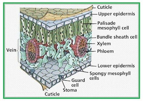 struktur-morfologi-jaringan-epidermis-pada-daun-8009240