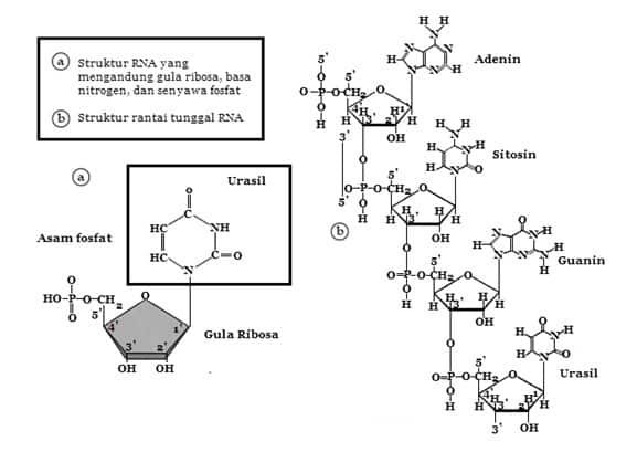 struktur-rna-1-9641275