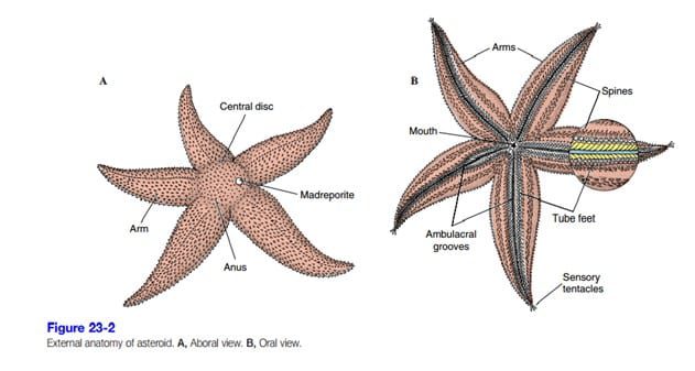 struktur-tubuh-bintang-laut-7621479