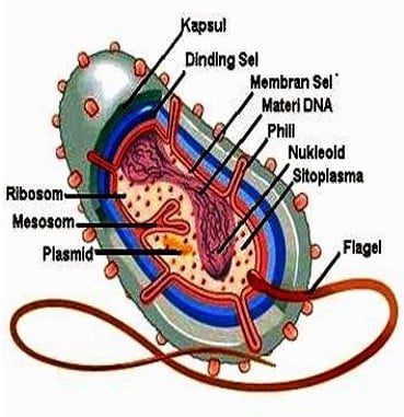 struktur-tubuh-dan-fungsi-organel-pada-bakteri-5161862