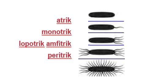 struktur-utama-luar-dinding-sel-1117458