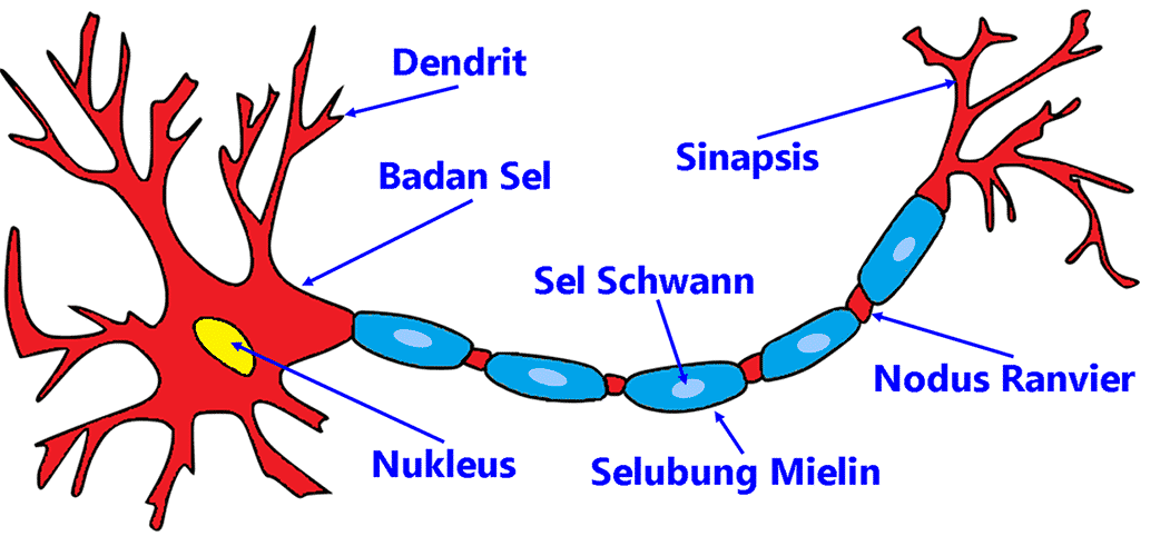 struktur-dan-bagian-sel-saraf-neuron-5714617