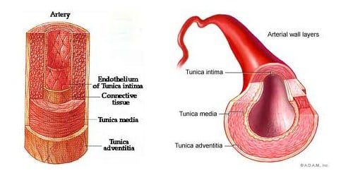 struktur-dan-fungsi-pembuluh-darah-arteri-8431175