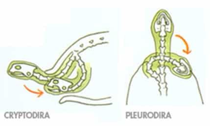 struktur-dan-fungsi-kura-kura-6904783