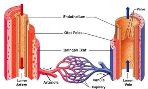 struktur-dan-fungsi-vena-8679066