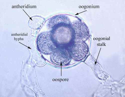 struktur-sel-filum-oomycota-4117562