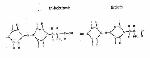 struktur-tri-iodotironin-kiri-dan-tiroksin-kanan-6191439