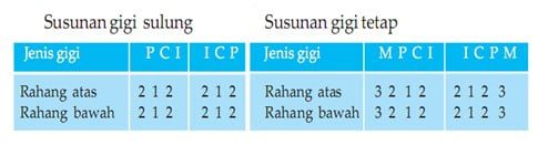 susunan-gigi-manusia-4776938