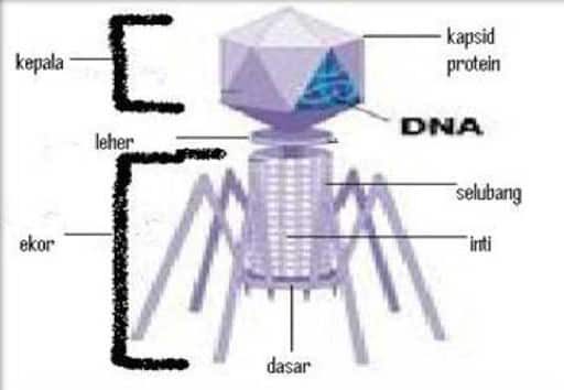susunan-tubuh-virus-1471544