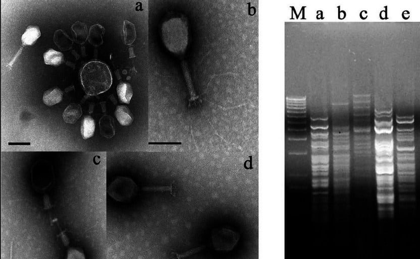 t4-like-phages-1814000