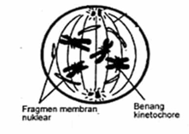 tahap-akhir-profase1-9825810