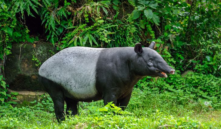 tapir-6721438