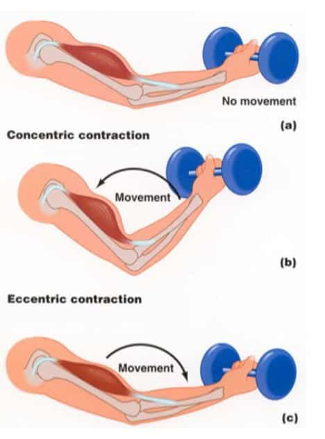 teknik-latihan-kontraksi-isometrik-8425215