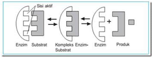 teori-gembok-dan-kunci-lock-and-key-theory-8906998